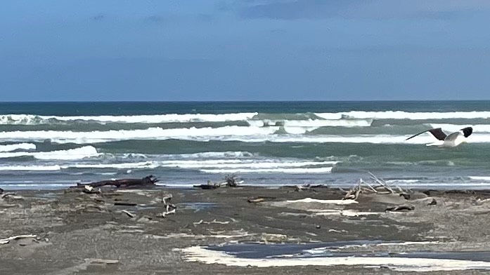 gnarly bar with gull